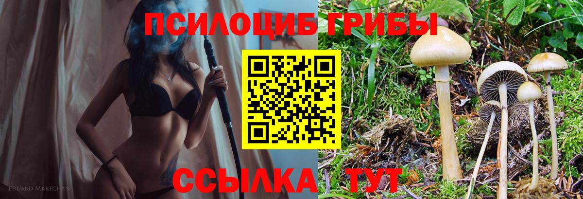 Псилоцибиновые грибы Psilocybe Малоярославец